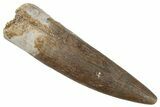 Fossil Plesiosaur (Zarafasaura) Tooth - Morocco #269337-1